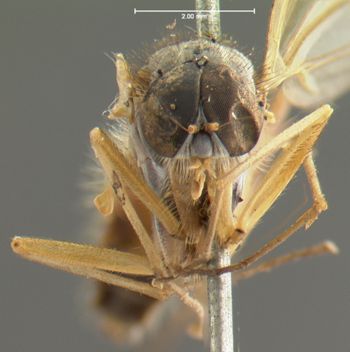 Media type: image;   Entomology 12608 Aspect: head frontal view
